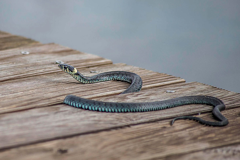 В один из белорусских магазинов заползла змея – что было дальше