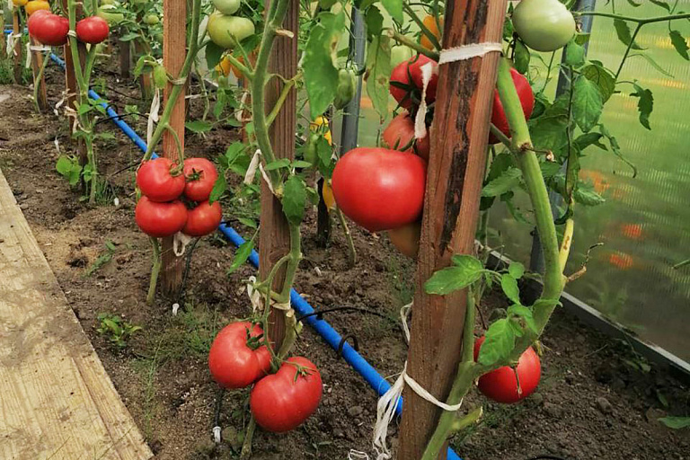 Белоруска вырастила помидор-гигант – одним накормишь всю семью