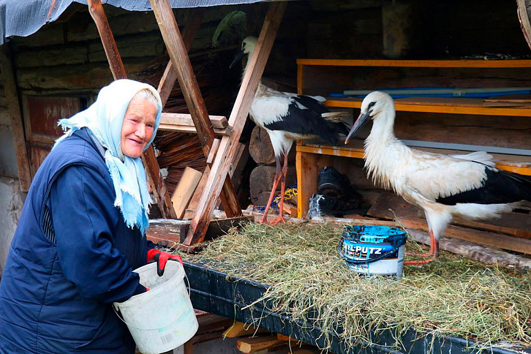 Вместо мамы: 77-летняя белоруска спасла аистят и растит их на своем дворе