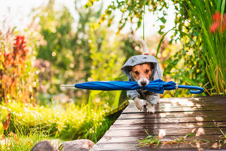 У погоды никакого постоянства: Рябов рассказал, отдохнем ли от дождей и гроз