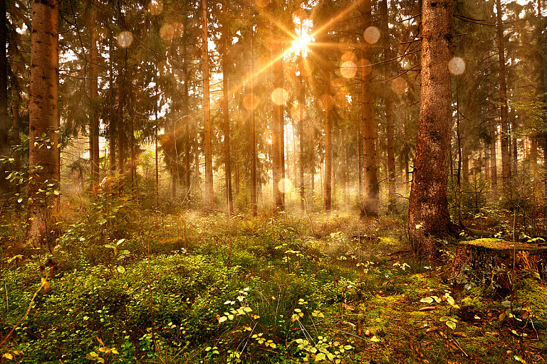 Лето в разгаре: леса в нескольких районах Беларуси стали "красными"