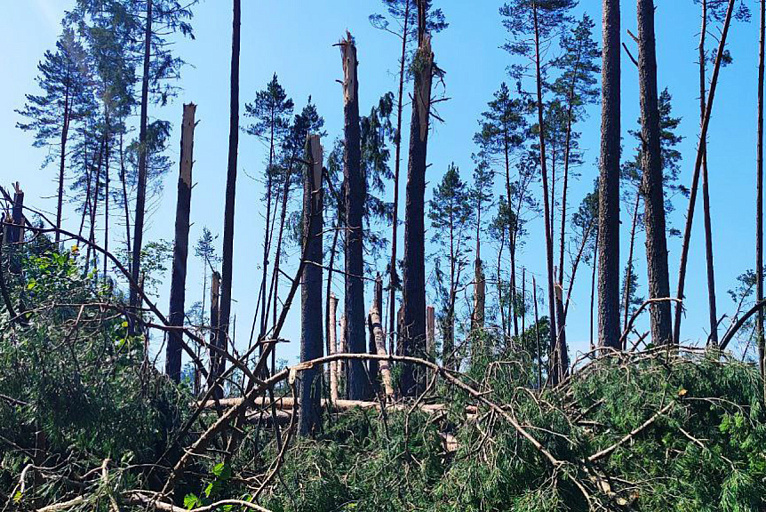 Минлесхоз переходит в аварийный режим работы – что происходит