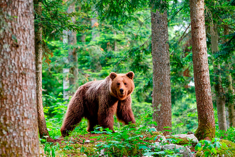 Стало известно, сколько медведей можно будет подстрелить в 2025 году
