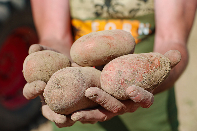 Стало известно, как будут наказывать за нехватку картофеля в магазинах, – закон