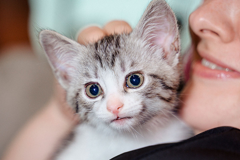 Спорт во благо: как корпоративные инициативы спасают бездомных животных