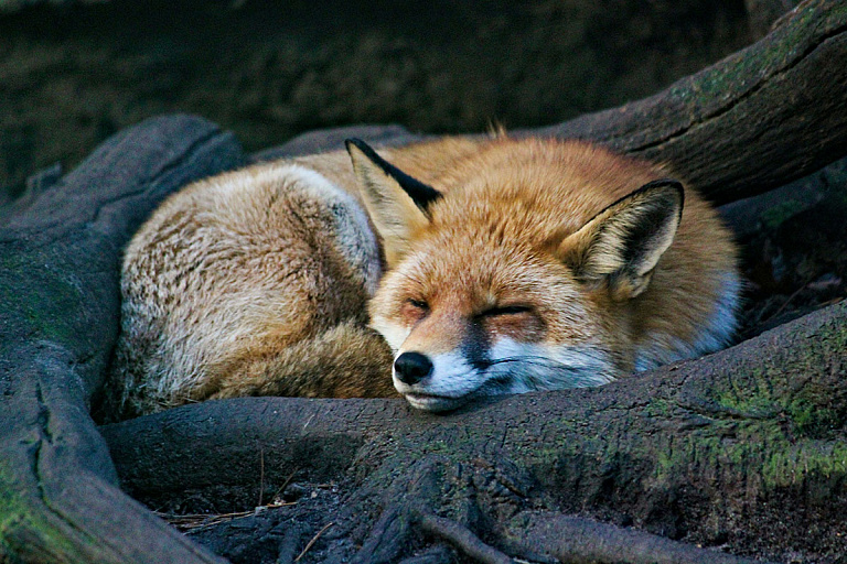 Лиса украла более 30 пар обуви у туристов в нацпарке США – зачем ей это
