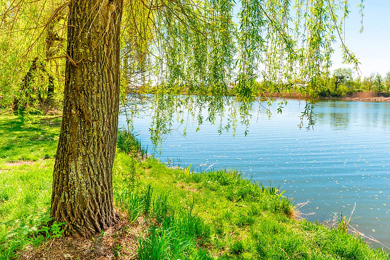 В речку в Новогрудском районе попали сточные воды с навозом – что с рыбой
