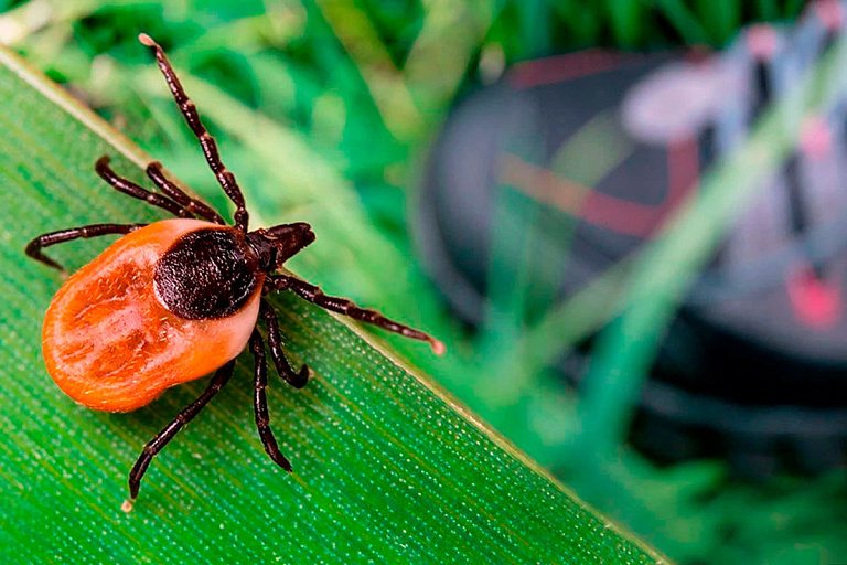 Уже 2000 белорусов пострадали от укусов клещей – и это только в одной области