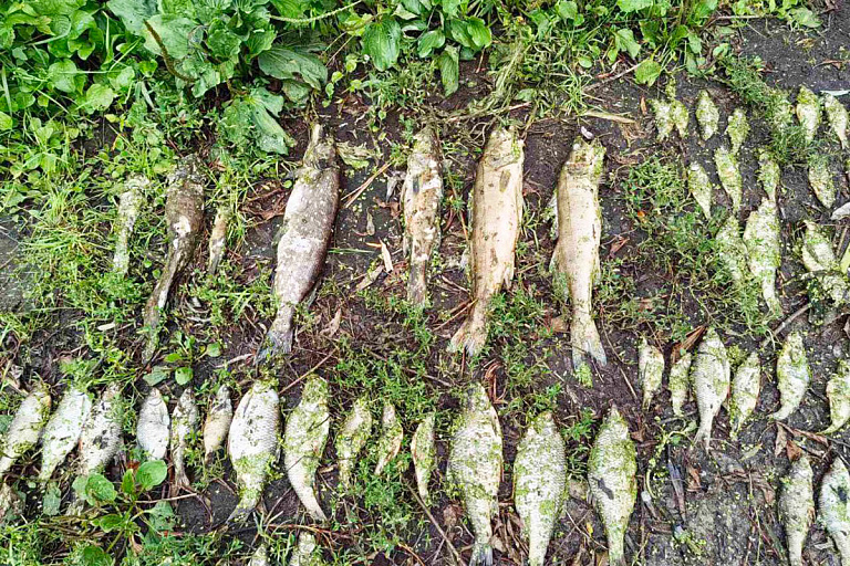 На белорусских водоемах случился массовый мор рыбы – в чем причина