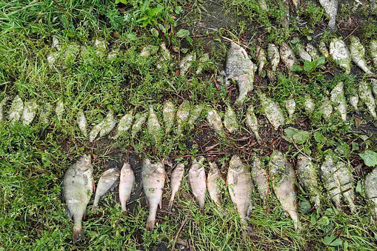 Фото: Борисов. Новости / Telegram