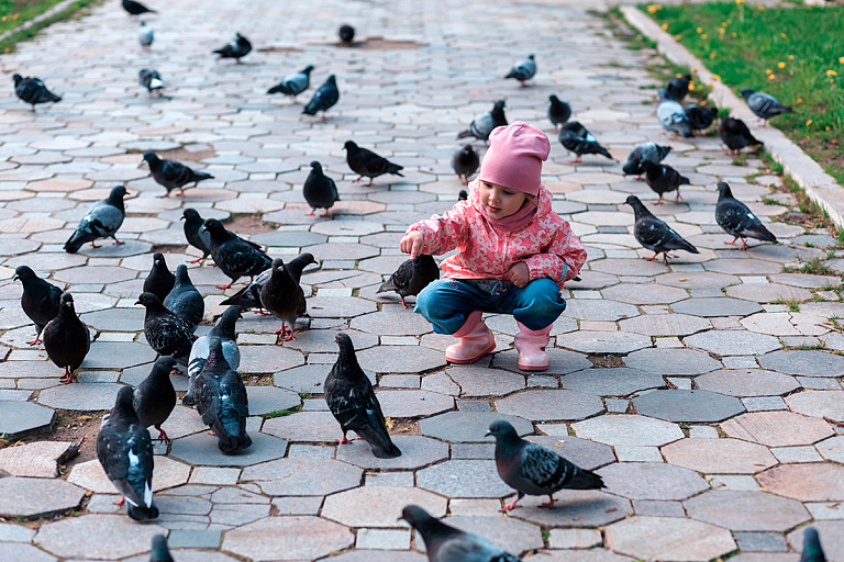Минчанку оштрафовали за кормление голубей – как такое возможно