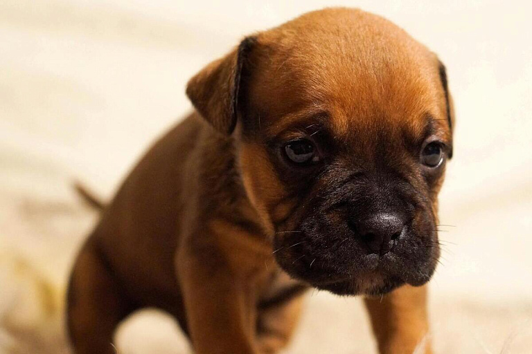 Милиция ищет белоруса, который публично ударил собаку