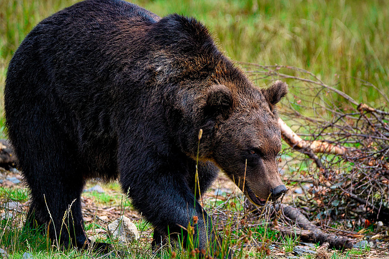Охотник, впервые за полвека добывший медведя в Беларуси, нацелился на рысь