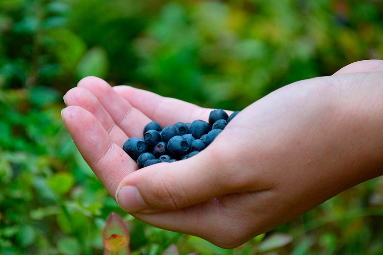 В Беларуси дефицит черники – ягодники жалуются на провальный сезон