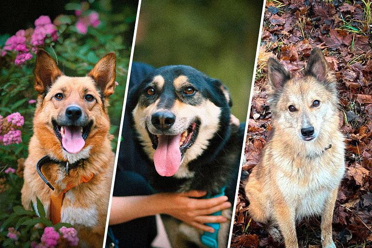 От волонтерства и передержек до собственного дома: как взять собаку из приюта