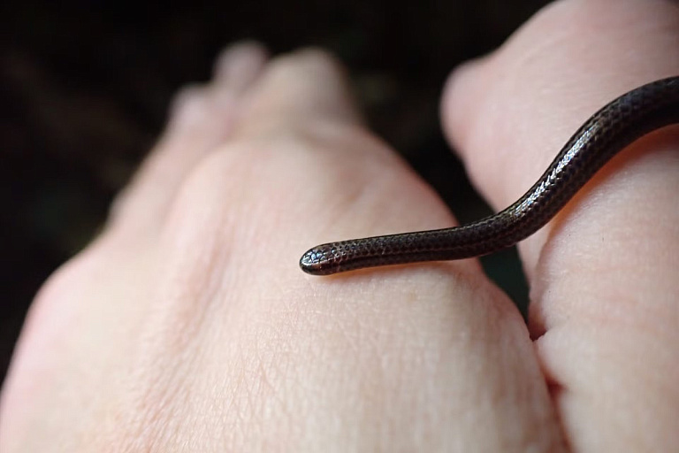 Более 20 лет считали вымершим видом: ученые нашли самую маленькую змею