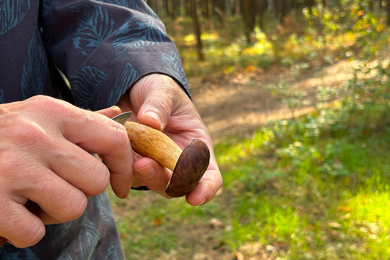 Белорус показал, какие боровики есть в наших лесах: один из них ядовитый