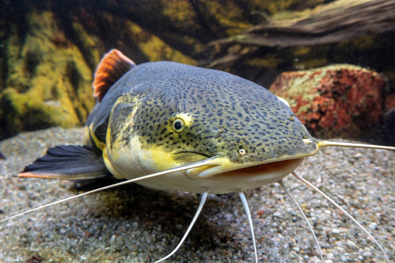 Боролись почти полтора часа: под Гродно поймали сома размером с человека