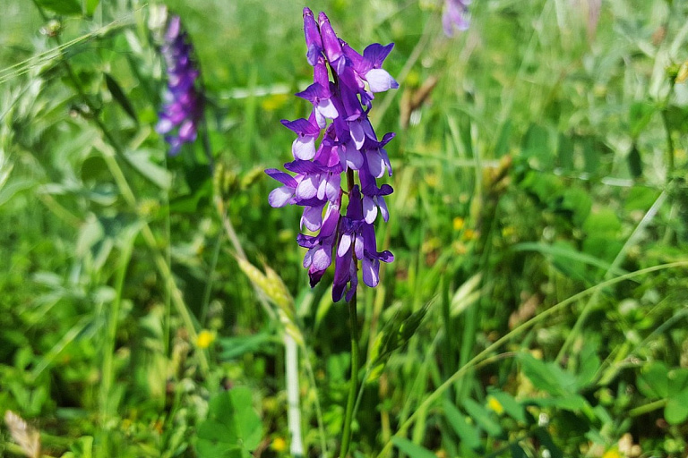 Августовский сидерат: гарантированное плодородие почвы и никаких сорняков