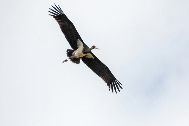 В Беларуси выбрали птицу года – вы удивитесь