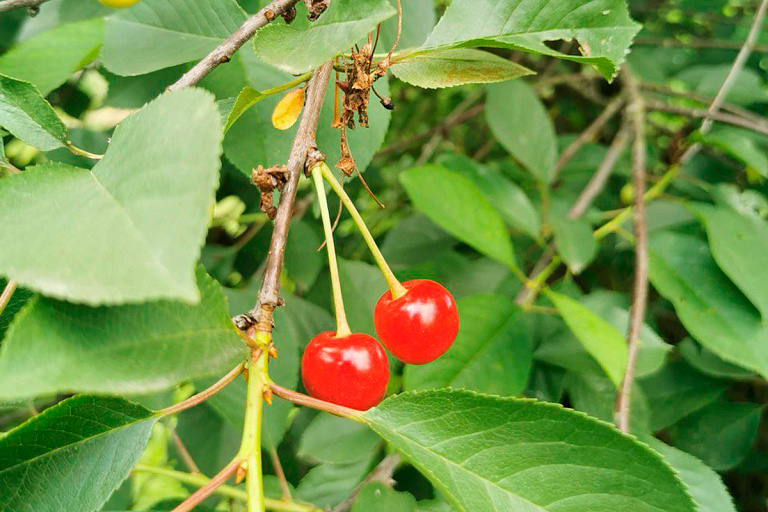 Красивая, но вредная: кому нельзя есть много вишни и почему