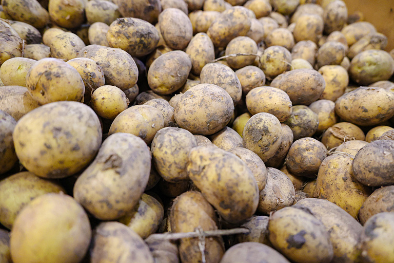 Помните, весной не хватало картошки – МАРТ нашел виноватых