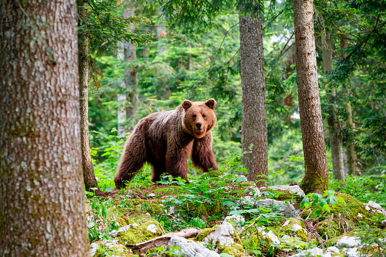 Шанс добыть медведя выставили на торги – победитель заплатил очень много