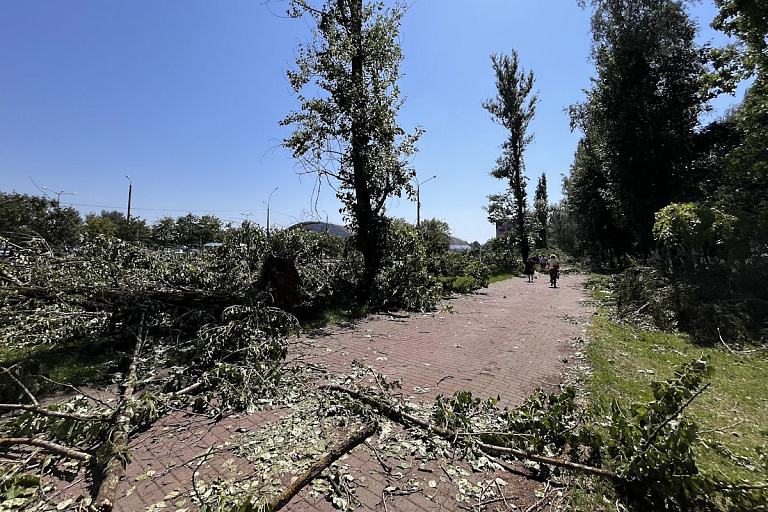 Узнали, куда отправляется поваленный ураганами белорусский лес