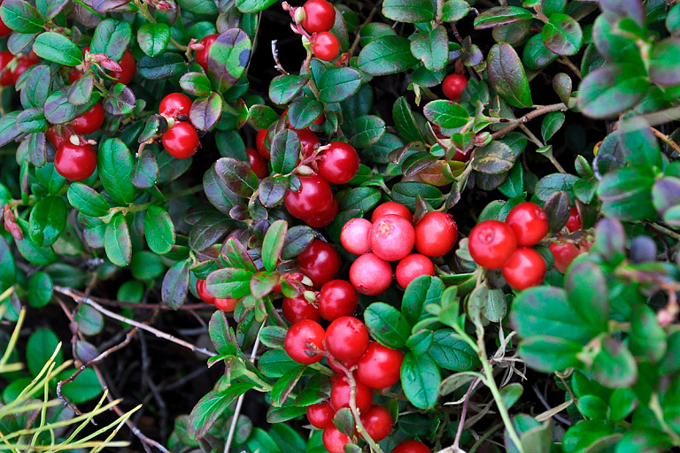 Две области Беларуси определили, когда можно собирать клюкву и бруснику