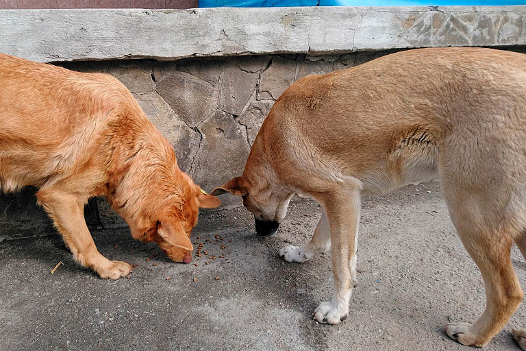 Больная собака покусала пенсионерку в Брагинском районе
