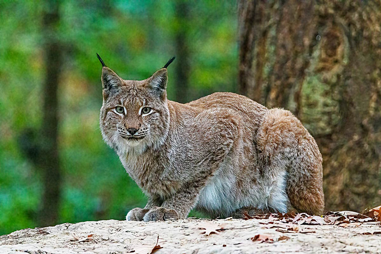 Зоопарк просит отдать питомцев на корм хищникам – шок