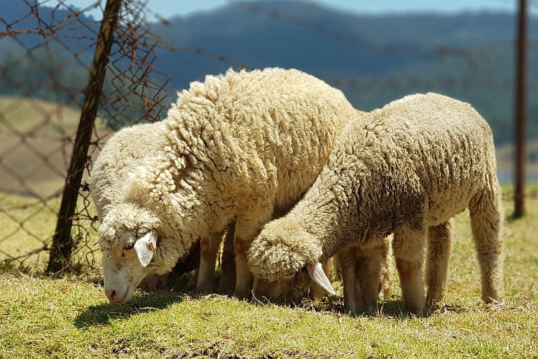 МЧС спасало овечек в Крупском районе – чем все закончилось