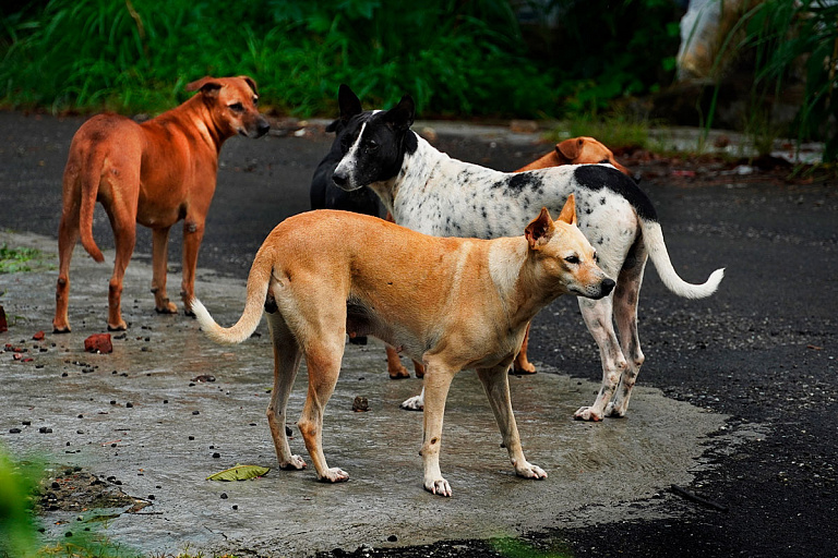 Клецкий район "захватили" бродячие собаки – почему отловы не помогают