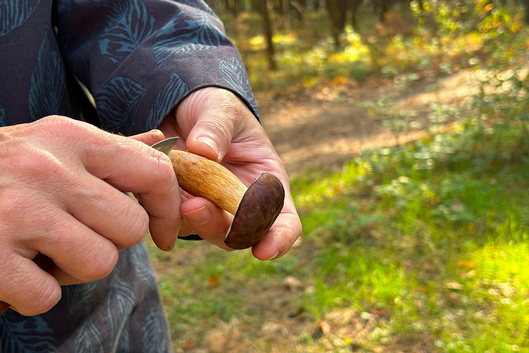 Грибной бум в Беларуси: лисички собирают багажниками, боровики – сотнями