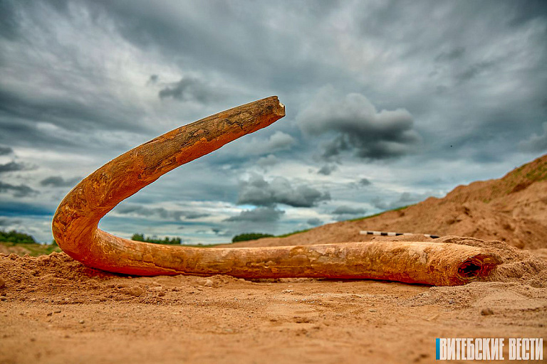 В Беларуси в карьере нашли бивень мамонта – что с ним будет