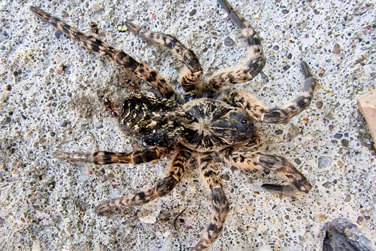 Тарантулы в Беларуси начали заползать в города – фото