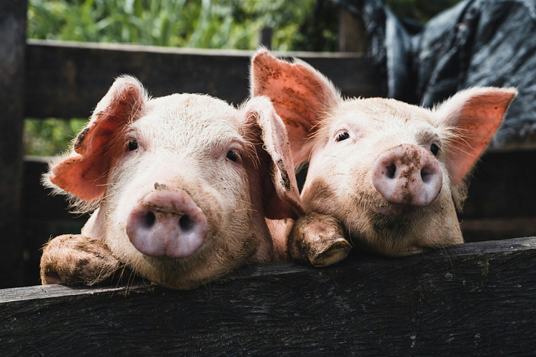 Преступную схему со свиньями раскрыли в Березовском районе