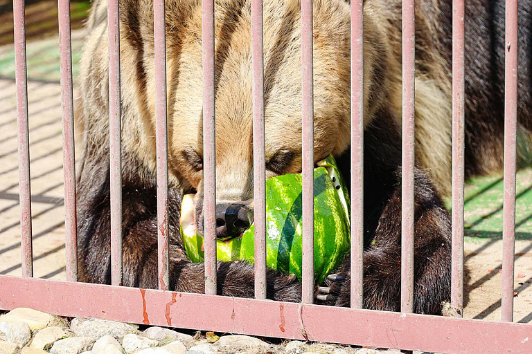 Разборчивые обитатели: как кормят животных в Минском зоопарке