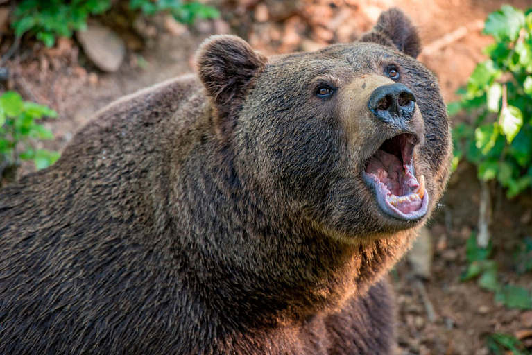 Шансов добыть медведя все меньше: узнали, сколько осталось путевок на охоту