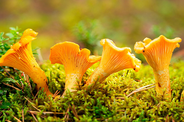 Белорус за 2 дня собрал 100 кг лисичек и зовет на помощь – рук не хватает