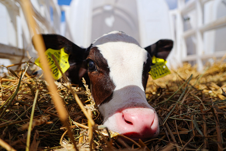 Коровы по колено в навозе: видео с белорусской фермы вирусится в TikTok