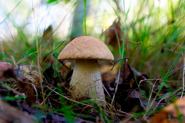 "Будто истекает кровью": на Витебщине нашли редкий гриб