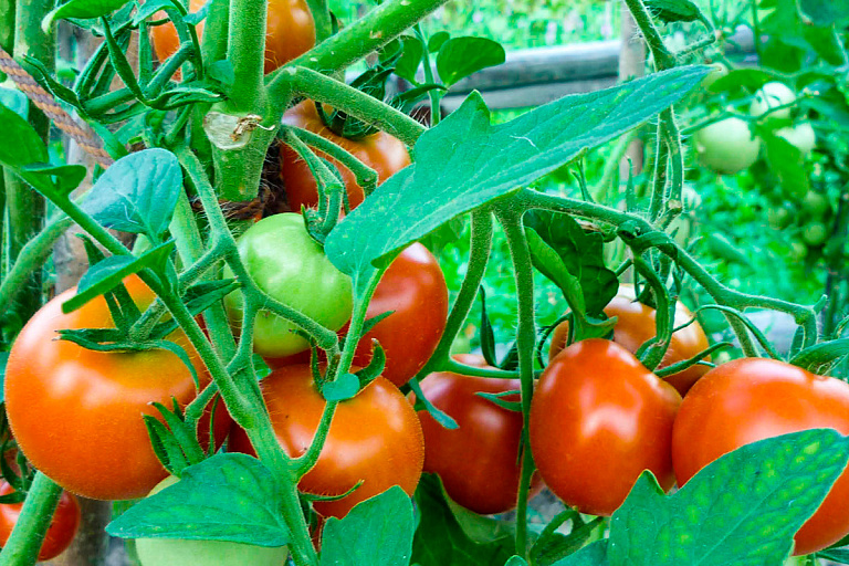 Белорусские помидоры с огорода отправят в космос – узнали зачем