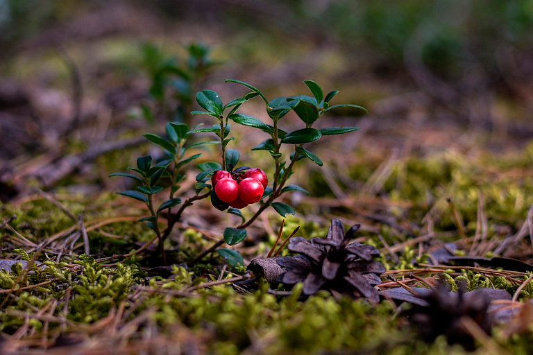 Облисполкомы определились, когда начнется сезон сбора брусники и клюквы