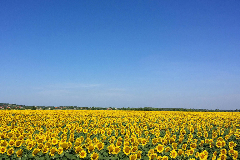 До 30°С: узнали, как долго в Беларуси продержится жара