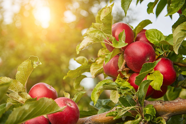 Яблочный Спас: что нельзя делать, чтобы не навлечь гнев фруктовых богов