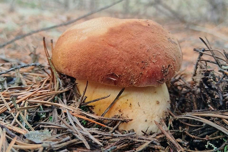 Как поесть грибов и не отравиться, рассказали белорусам в Минздраве