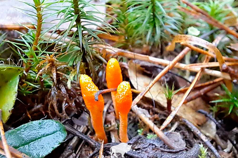 В Беловежской пуще нашли необычный гриб – с ним надо быть осторожным