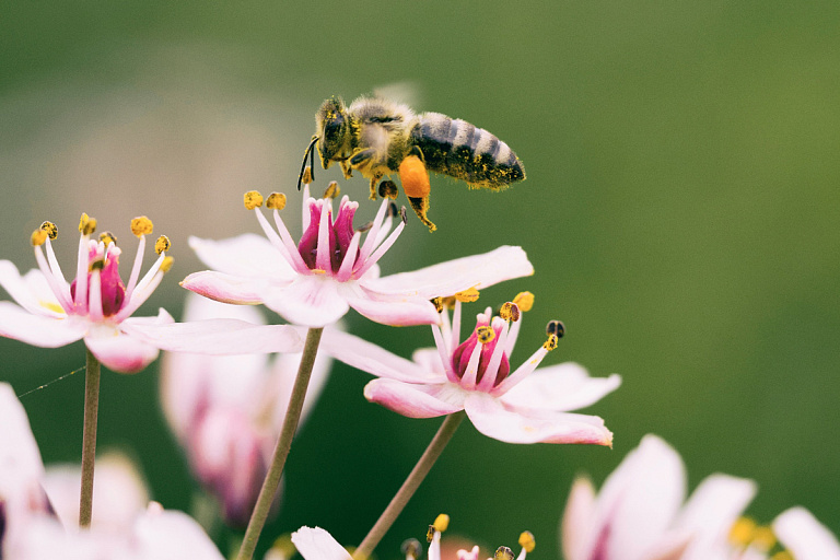 Белоруса в агрогородке насмерть закусали пчелы – как такое произошло
