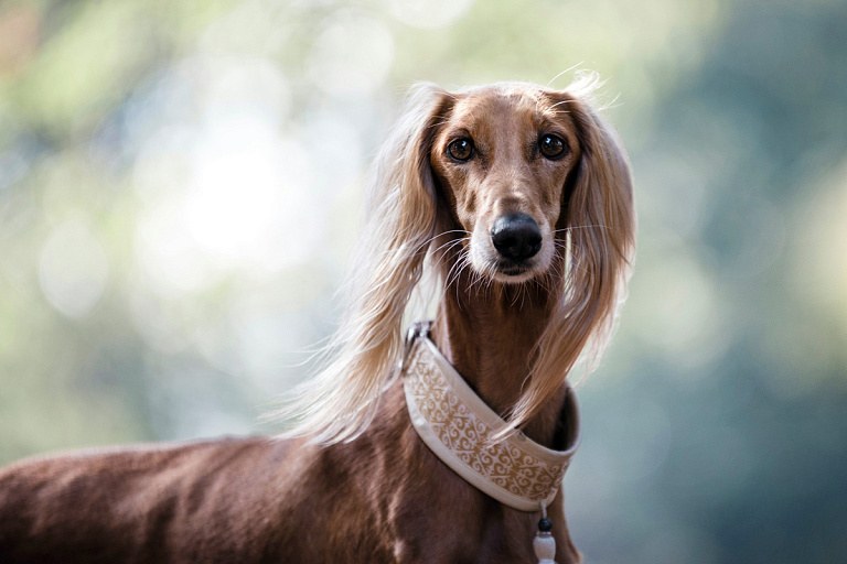 Vogue выбрал самую стильную собаку – она попадет на обложку